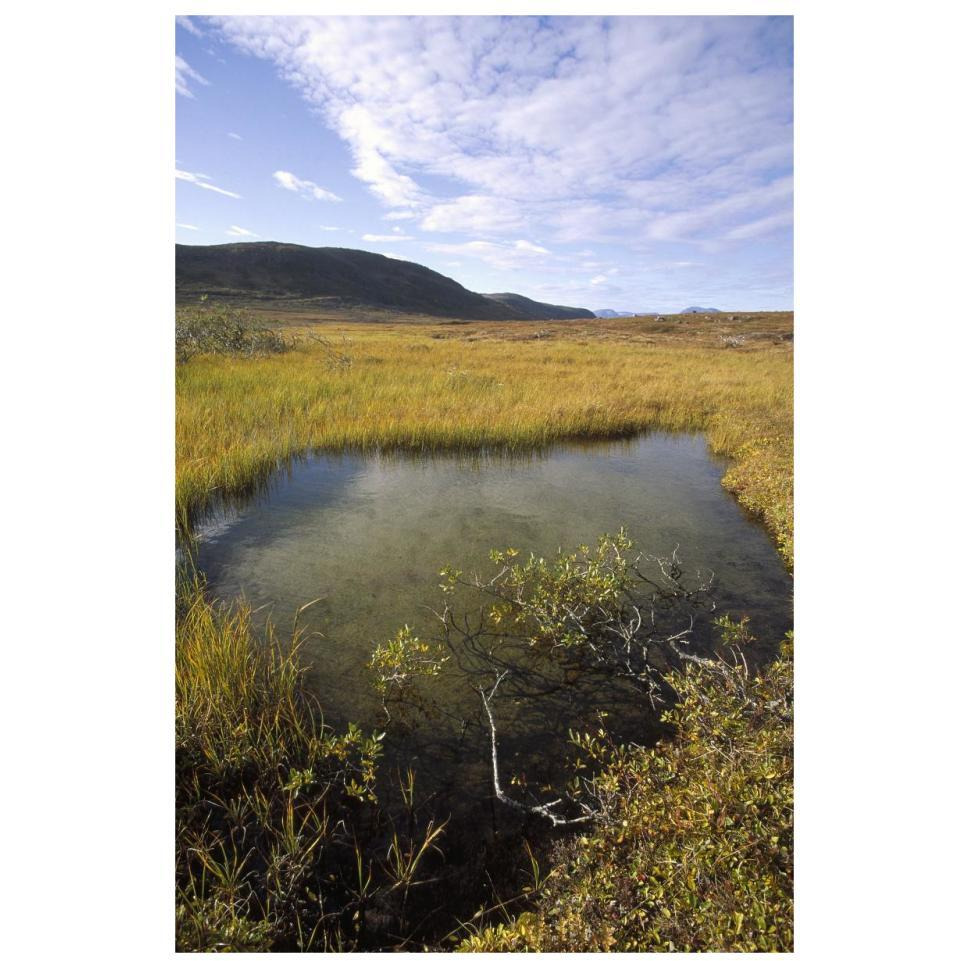 Tundra bog in autumn, Saglek coast, Labrador Bay, Newfoundland, Canada-Paper Art-22&quotx32"