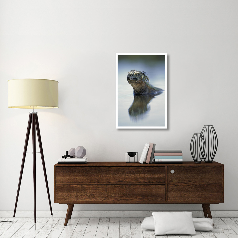 Marine Iguana, Punta Espinosa, Galapagos Islands, Ecuador-Paper Art-26&quotx38"