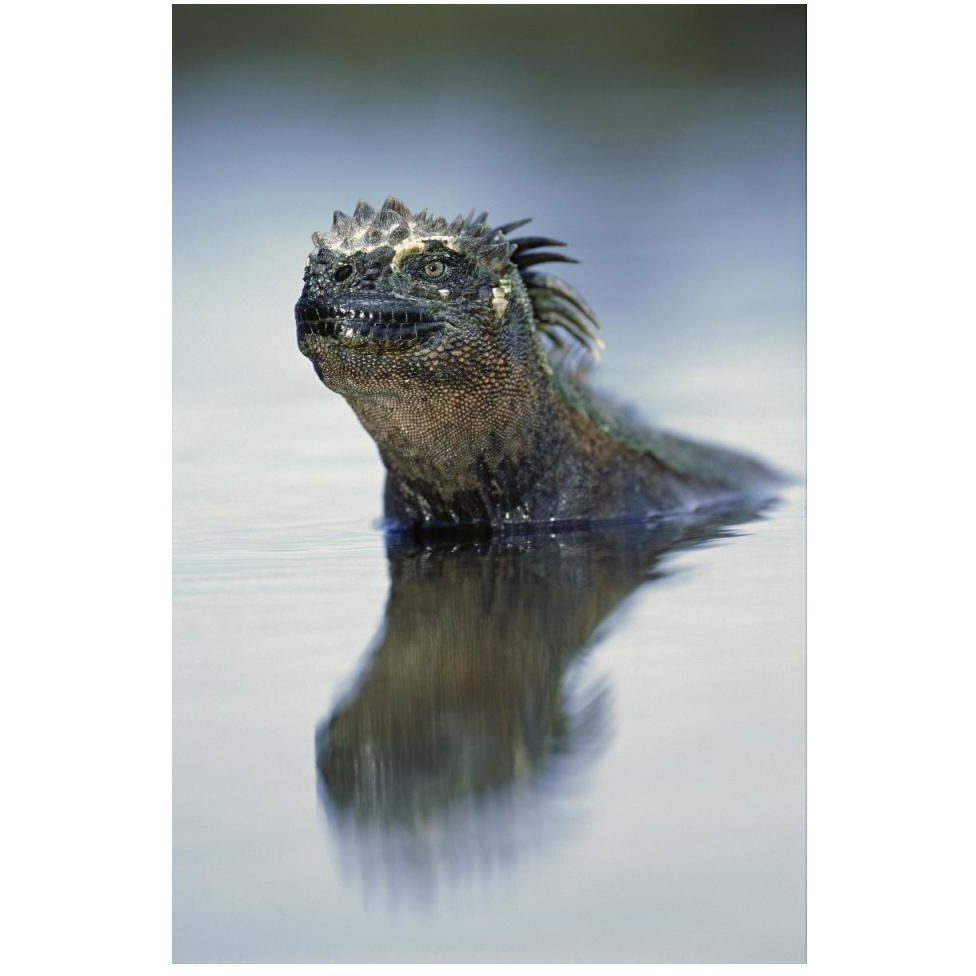 Marine Iguana, Punta Espinosa, Galapagos Islands, Ecuador-Paper Art-34&quotx50"