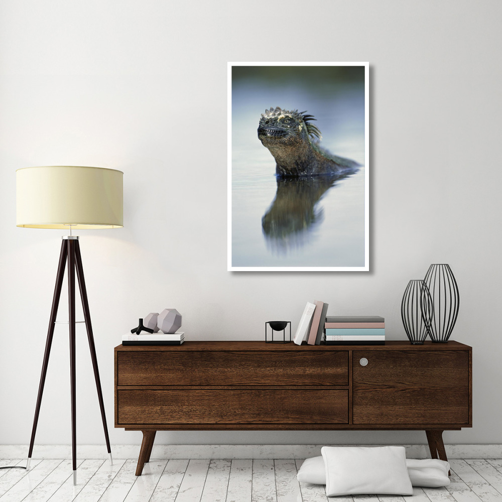 Marine Iguana, Punta Espinosa, Galapagos Islands, Ecuador-Paper Art-34&quotx50"