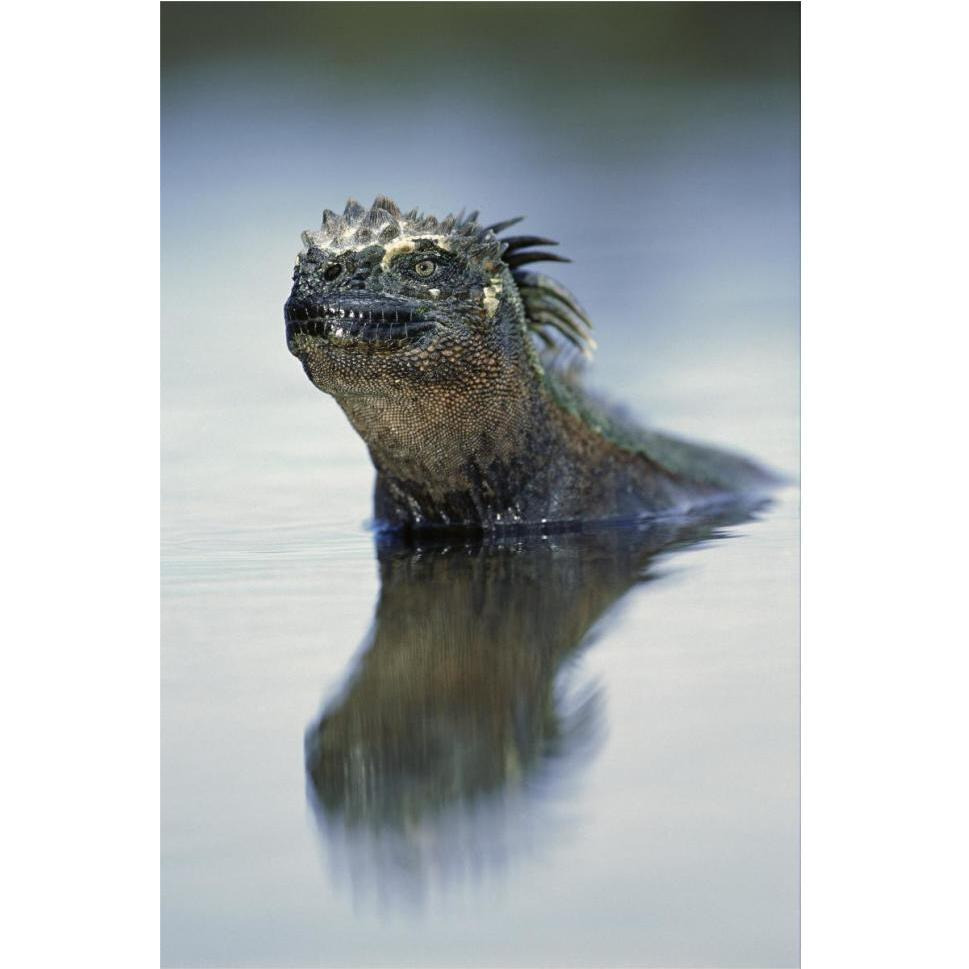 Marine Iguana, Punta Espinosa, Galapagos Islands, Ecuador-Paper Art-42&quotx62"