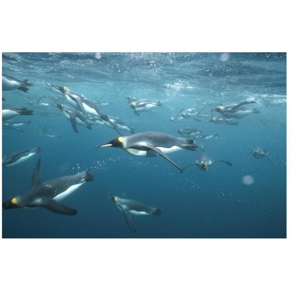 King Penguins underwater, Macquarie Island-Paper Art-26&quotx18"