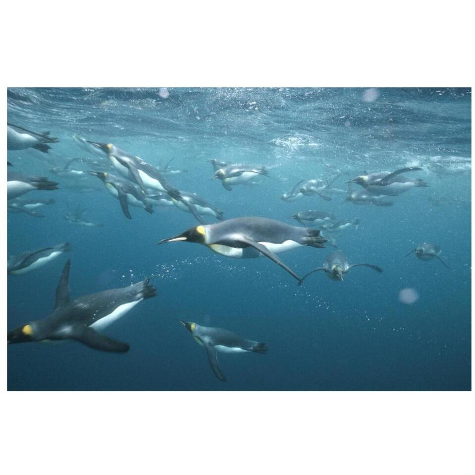 King Penguins underwater, Macquarie Island-Paper Art-32&quotx22"