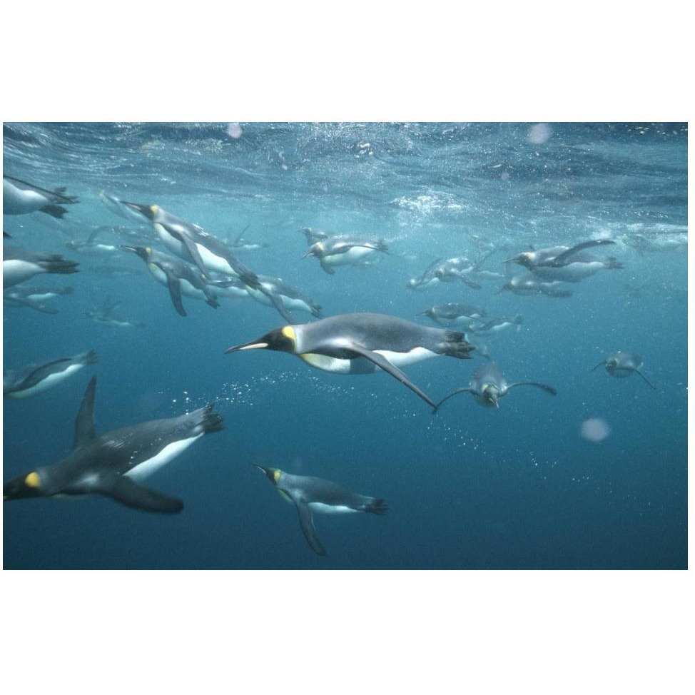 King Penguins underwater, Macquarie Island-Paper Art-50&quotx34"