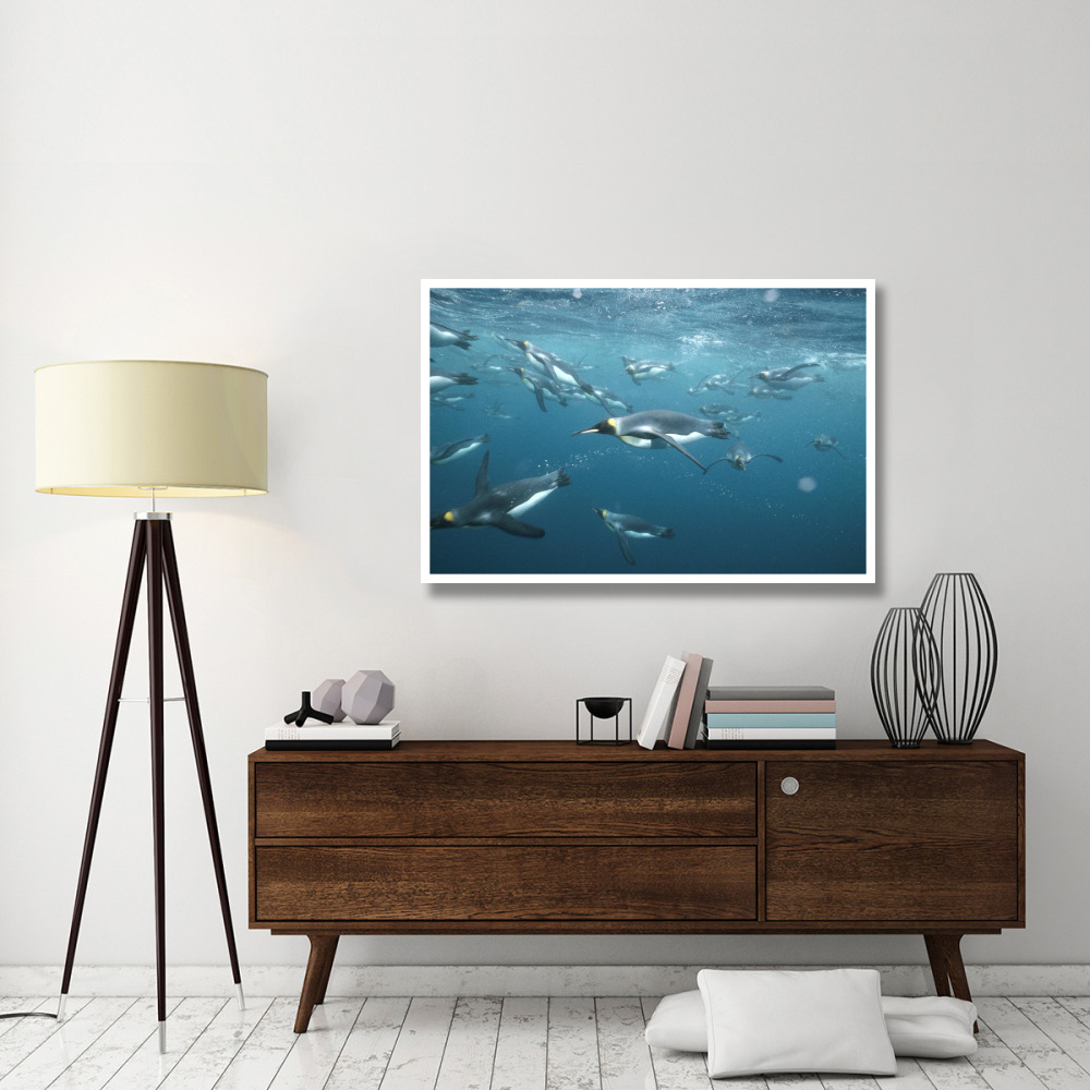 King Penguins underwater, Macquarie Island-Paper Art-50&quotx34"