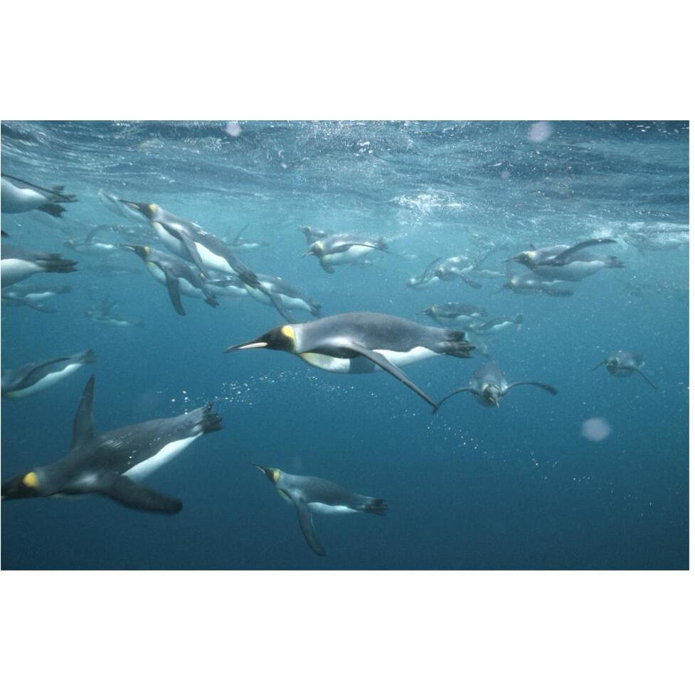 King Penguins underwater, Macquarie Island-Paper Art-62&quotx42"