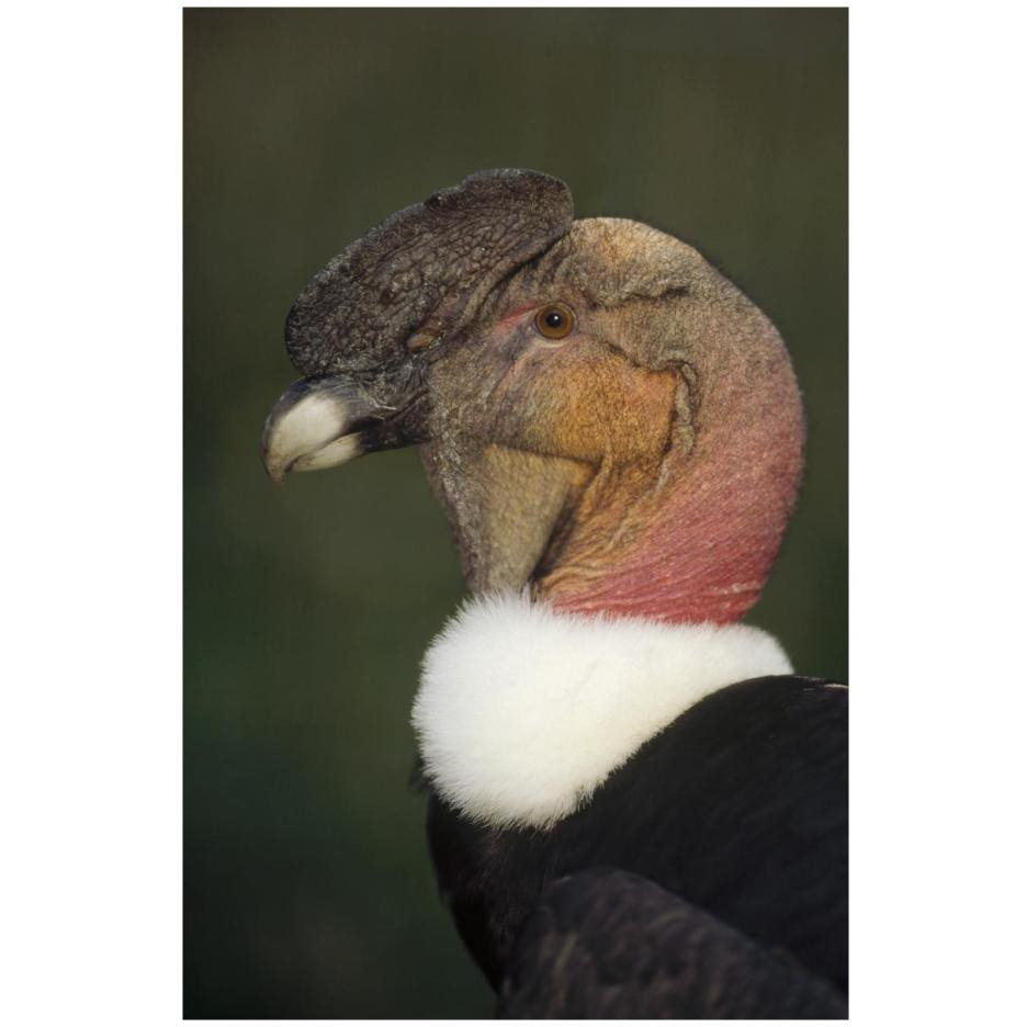 Andean Condor flushing brightly when excited, Cayambe, Ecuador-Paper Art-18&quotx26"
