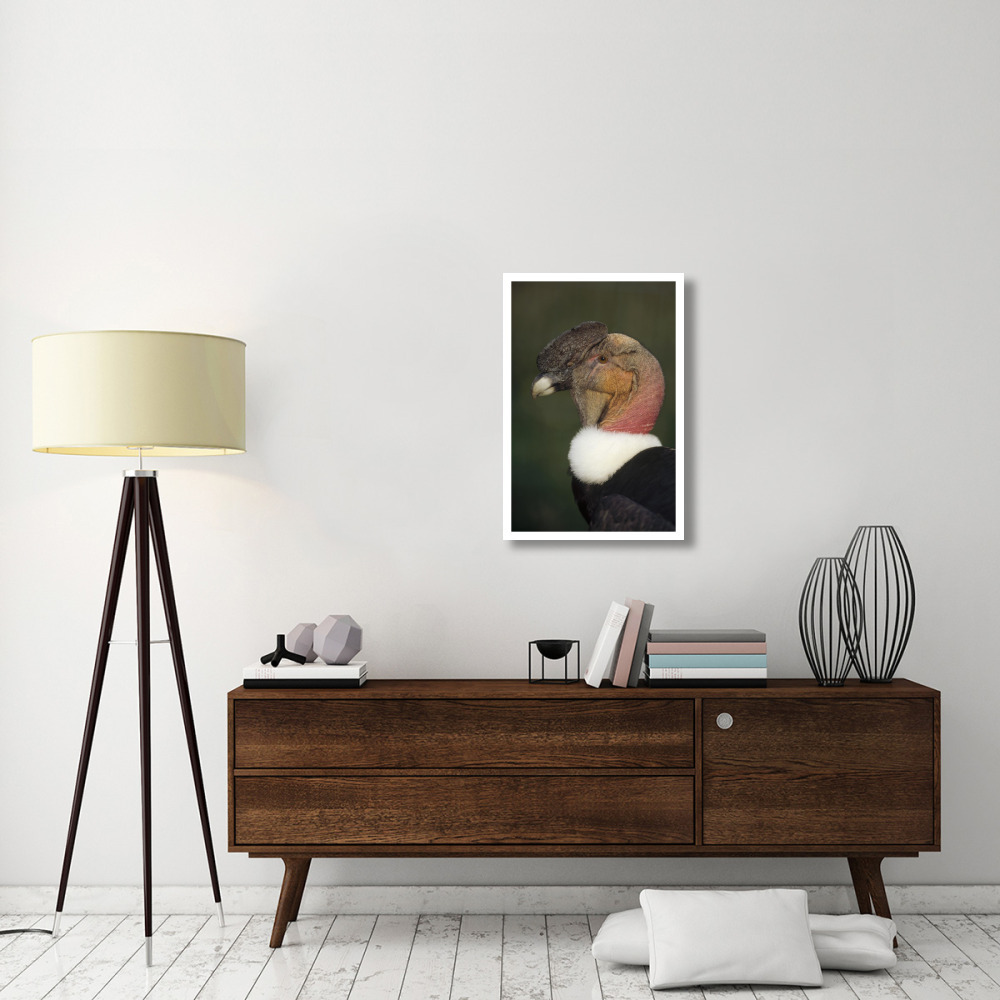 Andean Condor flushing brightly when excited, Cayambe, Ecuador-Paper Art-22&quotx32"