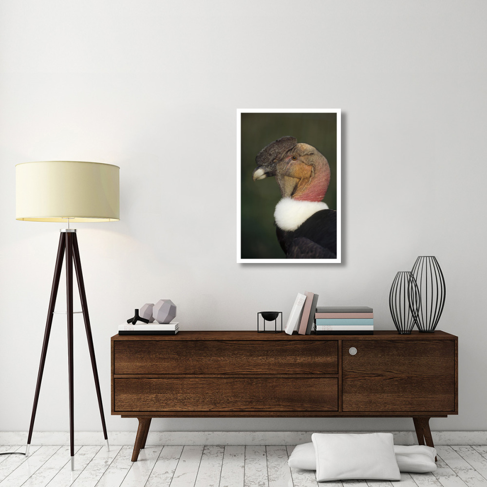 Andean Condor flushing brightly when excited, Cayambe, Ecuador-Paper Art-26&quotx38"