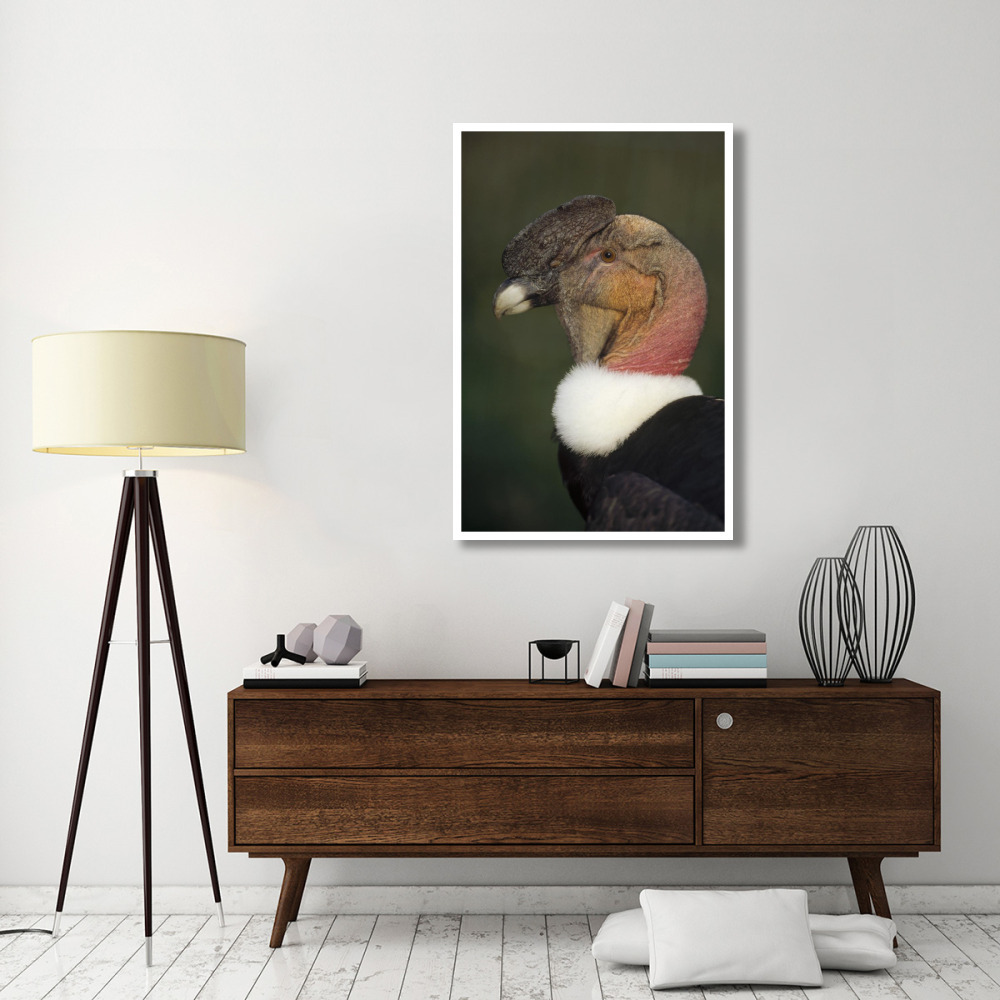 Andean Condor flushing brightly when excited, Cayambe, Ecuador-Paper Art-34&quotx50"