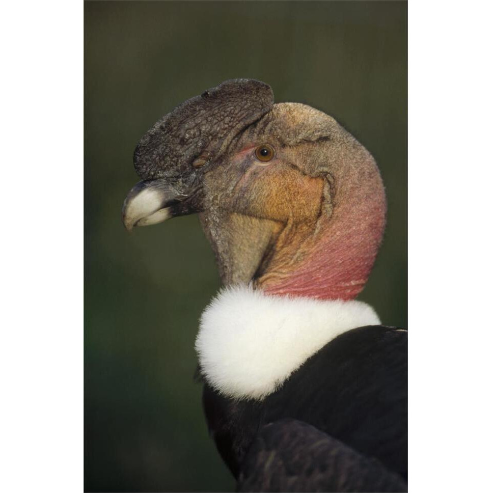 Andean Condor flushing brightly when excited, Cayambe, Ecuador-Paper Art-42&quotx62"