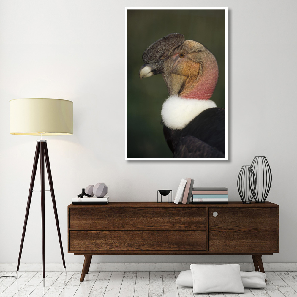 Andean Condor flushing brightly when excited, Cayambe, Ecuador-Paper Art-42&quotx62"