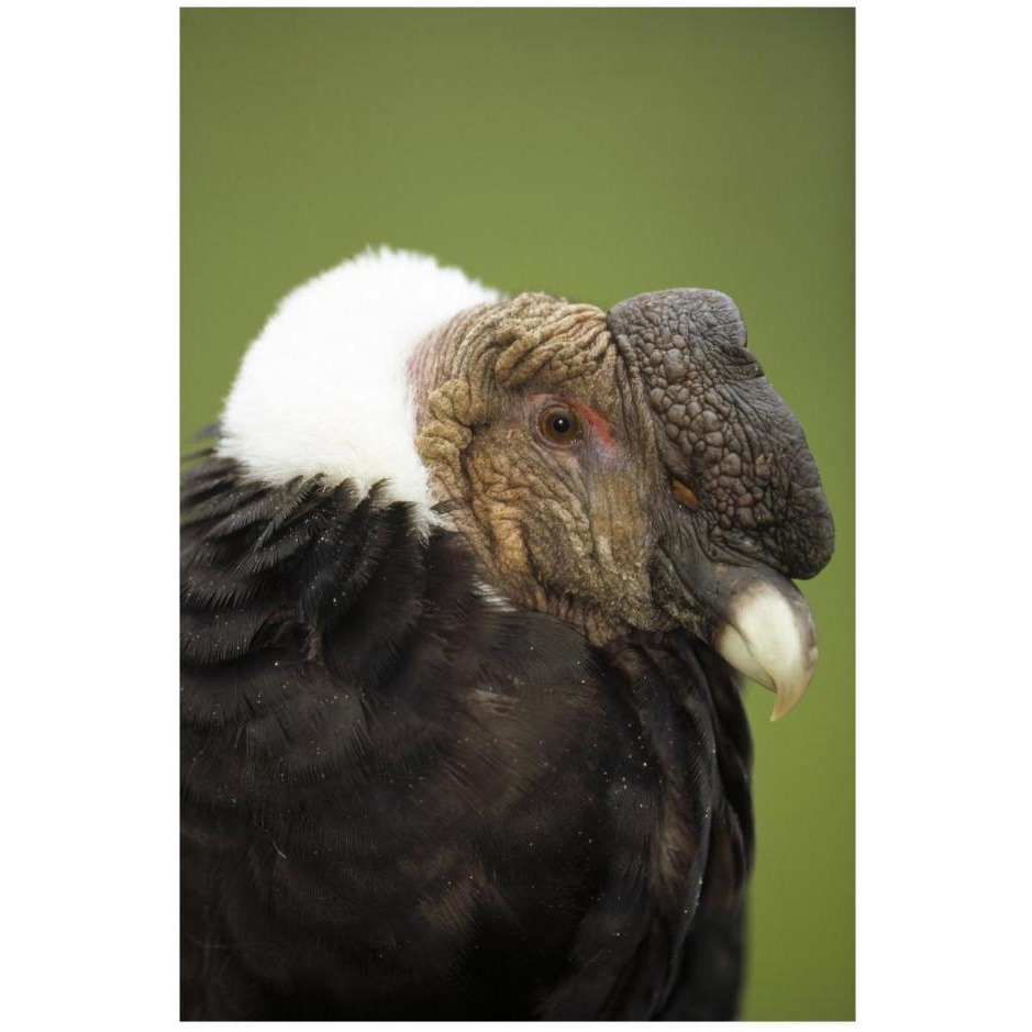 Andean Condor adult male raising ruff to keep head warm, Cayambe, Ecuador-Paper Art-18&quotx26"
