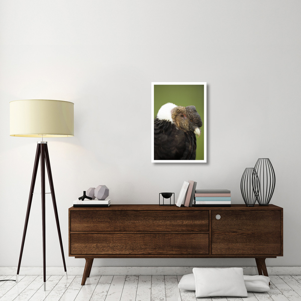 Andean Condor adult male raising ruff to keep head warm, Cayambe, Ecuador-Paper Art-22&quotx32"