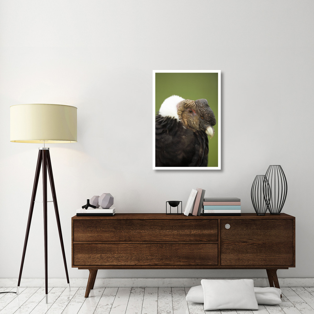Andean Condor adult male raising ruff to keep head warm, Cayambe, Ecuador-Paper Art-26&quotx38"