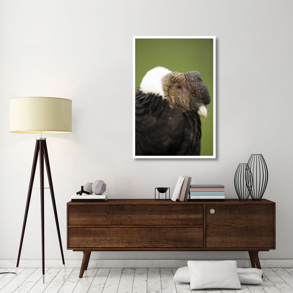 Andean Condor adult male raising ruff to keep head warm, Cayambe, Ecuador-Paper Art-34&quotx50"