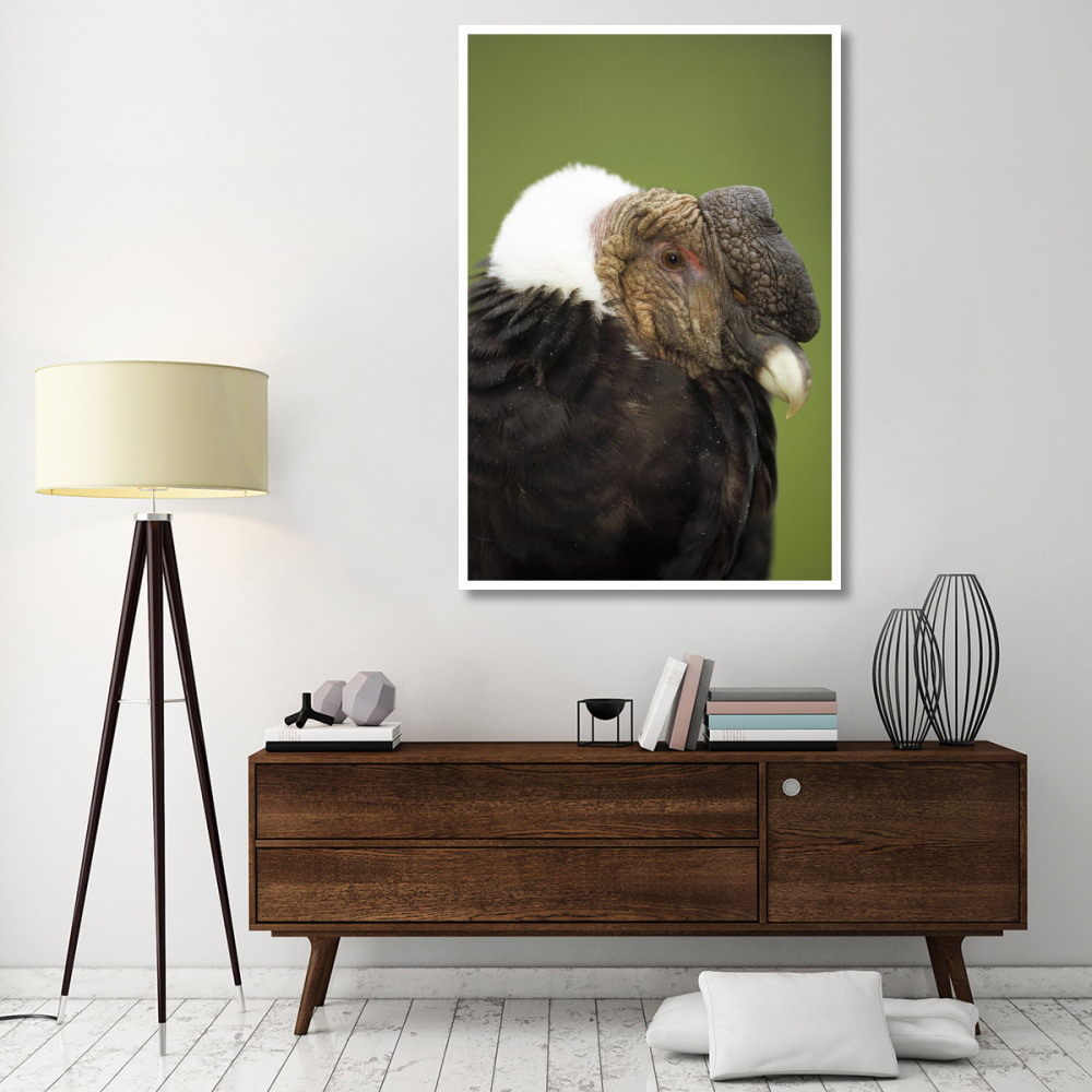 Andean Condor adult male raising ruff to keep head warm, Cayambe, Ecuador-Paper Art-42&quotx62"