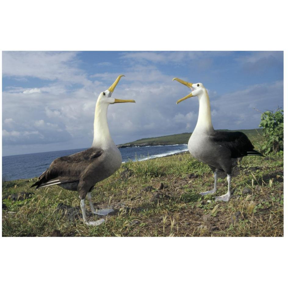 Waved Albatross courtship display, Galapagos Islands, Ecuador-Paper Art-26&quotx18"