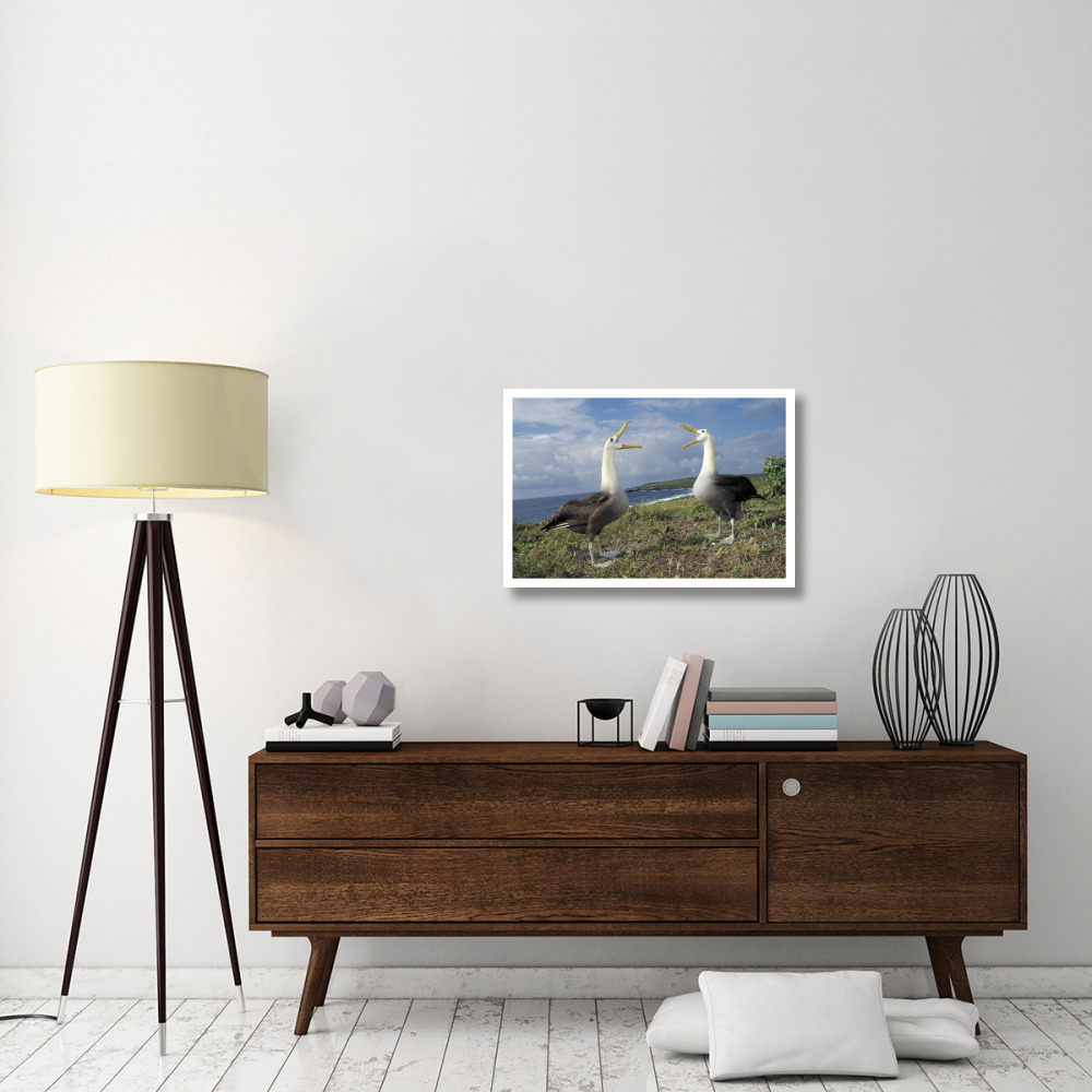 Waved Albatross courtship display, Galapagos Islands, Ecuador-Paper Art-32&quotx22"