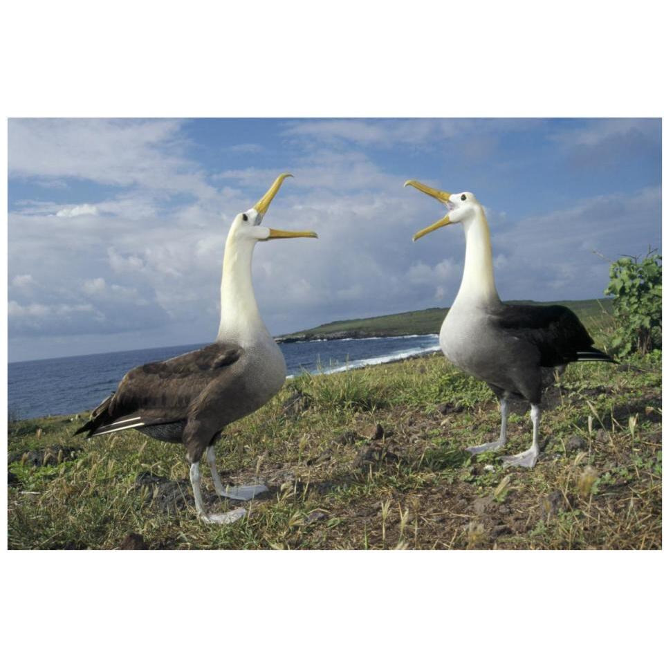 Waved Albatross courtship display, Galapagos Islands, Ecuador-Paper Art-38&quotx26"