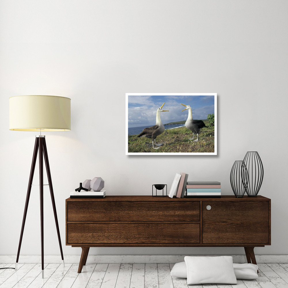 Waved Albatross courtship display, Galapagos Islands, Ecuador-Paper Art-38&quotx26"