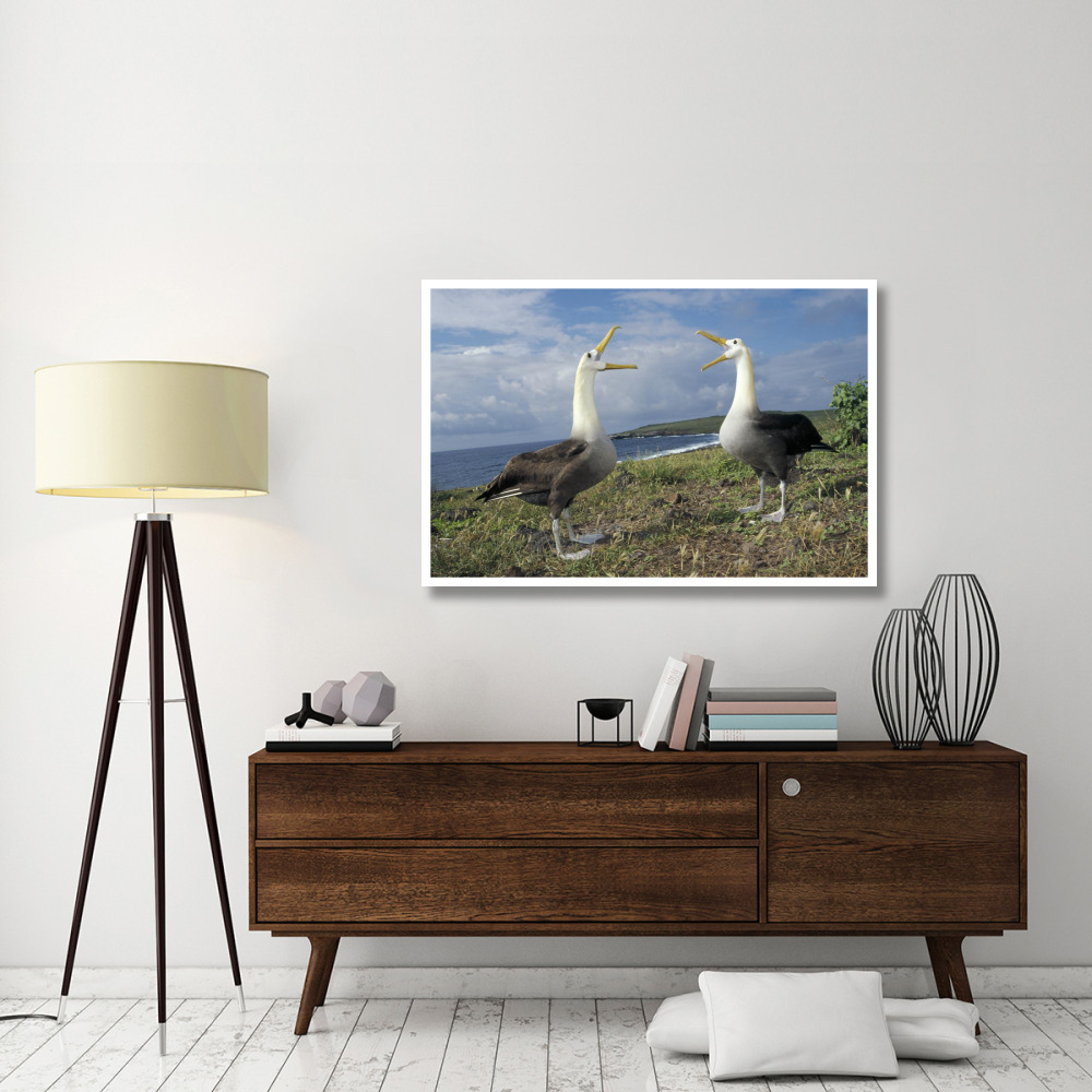 Waved Albatross courtship display, Galapagos Islands, Ecuador-Paper Art-50&quotx34"