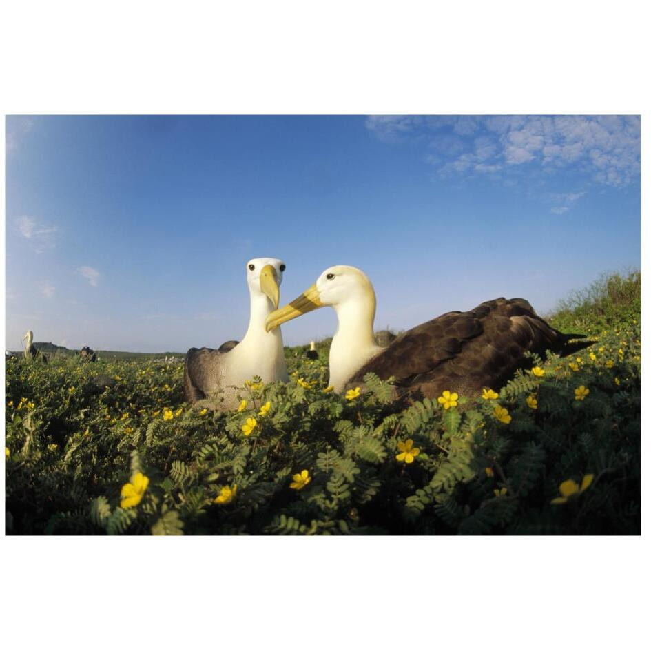 Waved Albatross pair bonding, Galapagos Islands, Ecuador-Paper Art-26&quotx18"