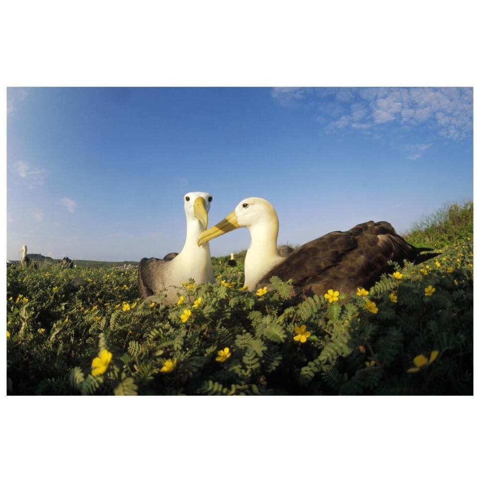 Waved Albatross pair bonding, Galapagos Islands, Ecuador-Paper Art-32&quotx22"