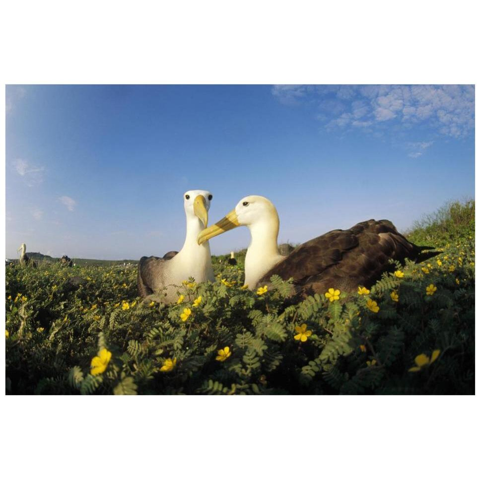 Waved Albatross pair bonding, Galapagos Islands, Ecuador-Paper Art-38&quotx26"