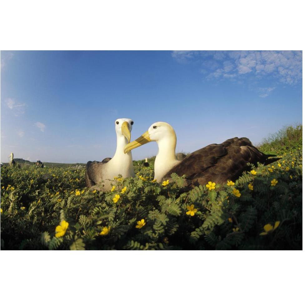 Waved Albatross pair bonding, Galapagos Islands, Ecuador-Paper Art-62&quotx42"