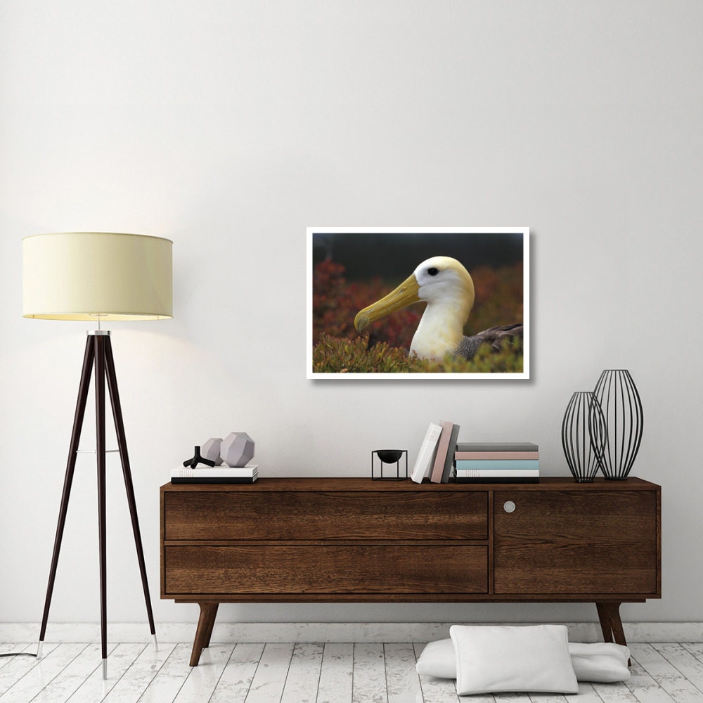 Waved Albatross portrait, Galapagos Islands, Ecuador-Paper Art-38&quotx26"