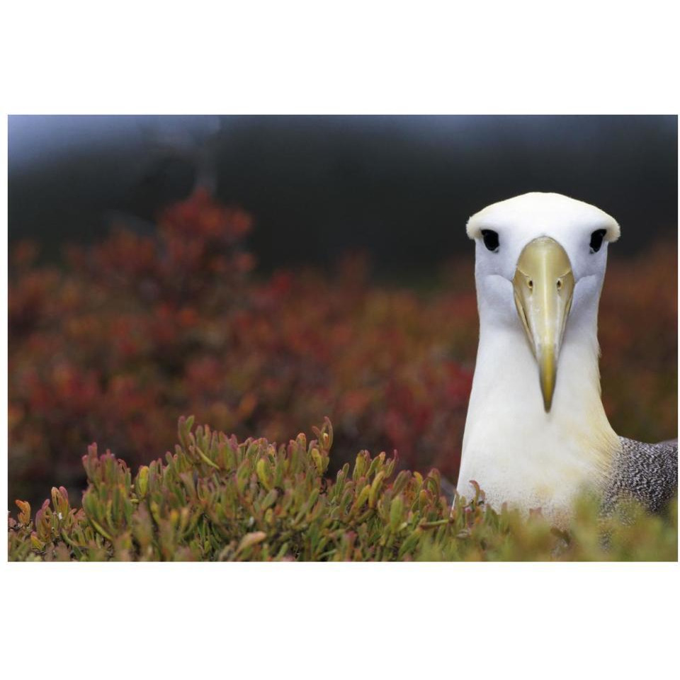 Waved Albatross portrait, Galapagos Islands, Ecuador-Paper Art-38&quotx26"
