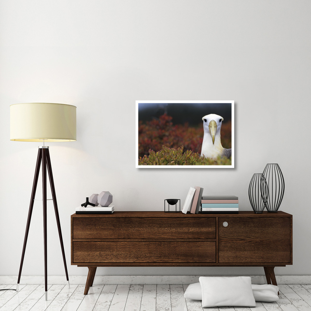 Waved Albatross portrait, Galapagos Islands, Ecuador-Paper Art-38&quotx26"
