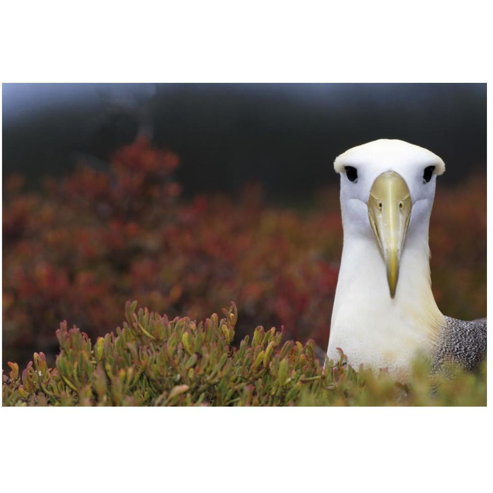 Waved Albatross portrait, Galapagos Islands, Ecuador-Paper Art-50&quotx34"