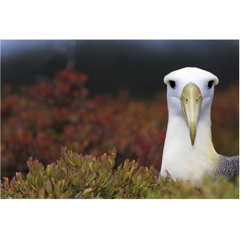 Waved Albatross portrait, Galapagos Islands, Ecuador-Paper Art-62&quotx42"