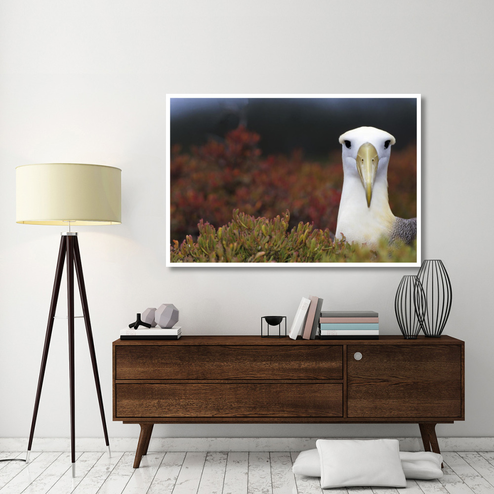 Waved Albatross portrait, Galapagos Islands, Ecuador-Paper Art-62&quotx42"