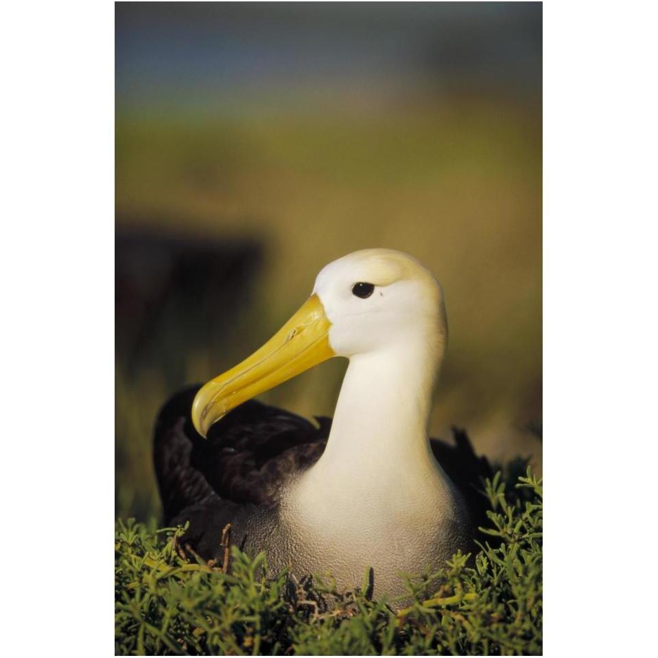 Waved Albatross, Galapagos Islands, Ecuador-Paper Art-14&quotx20"