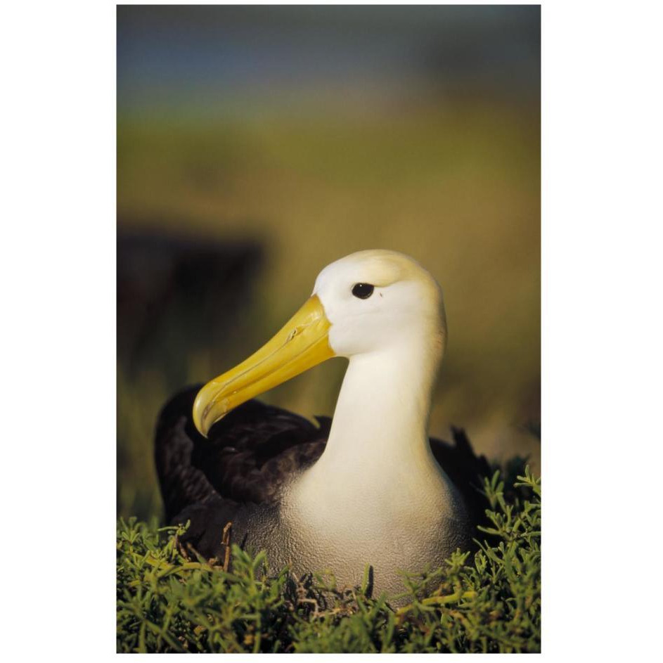Waved Albatross, Galapagos Islands, Ecuador-Paper Art-18&quotx26"