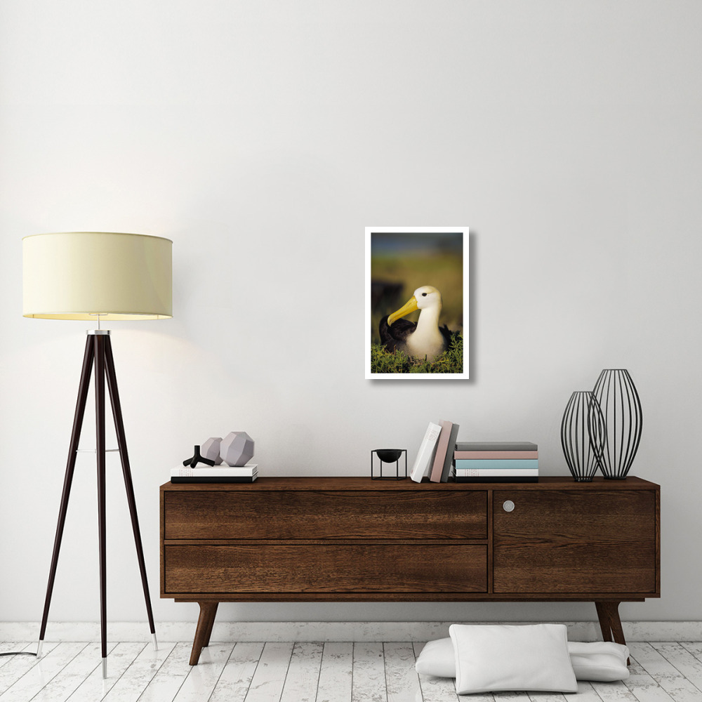 Waved Albatross, Galapagos Islands, Ecuador-Paper Art-18&quotx26"