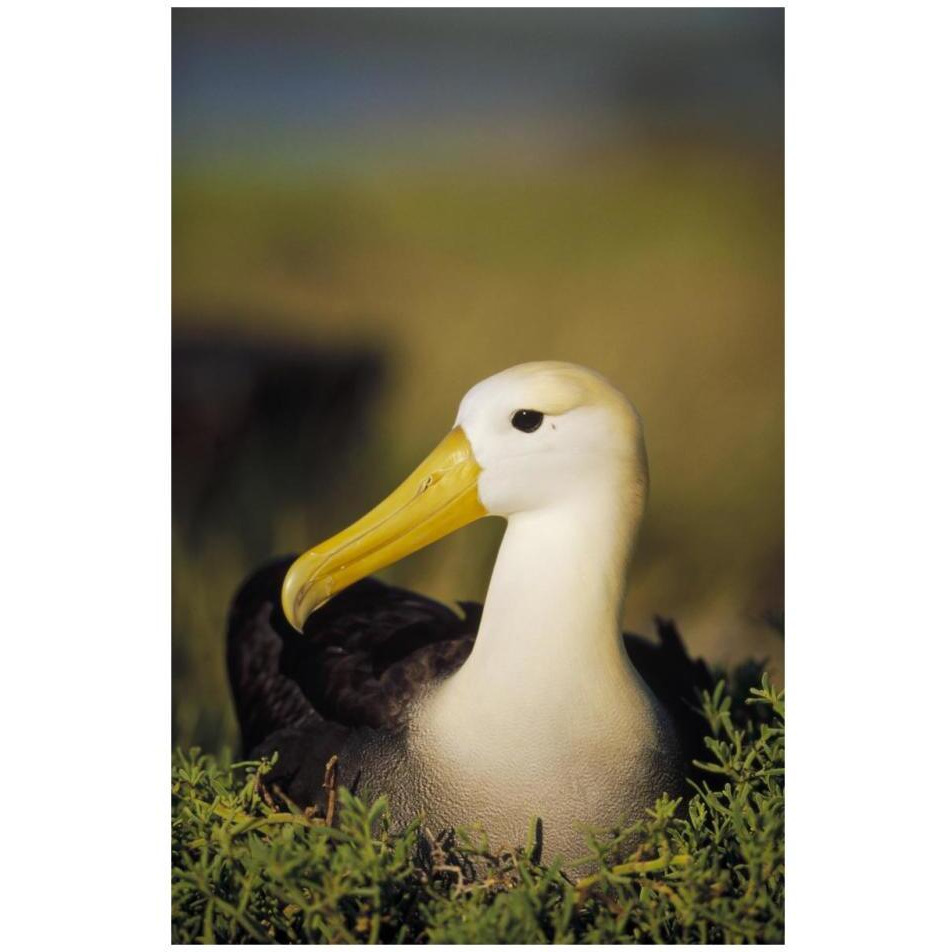 Waved Albatross, Galapagos Islands, Ecuador-Paper Art-22&quotx32"