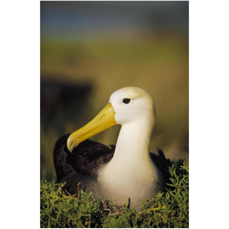 Waved Albatross, Galapagos Islands, Ecuador-Paper Art-26&quotx38"