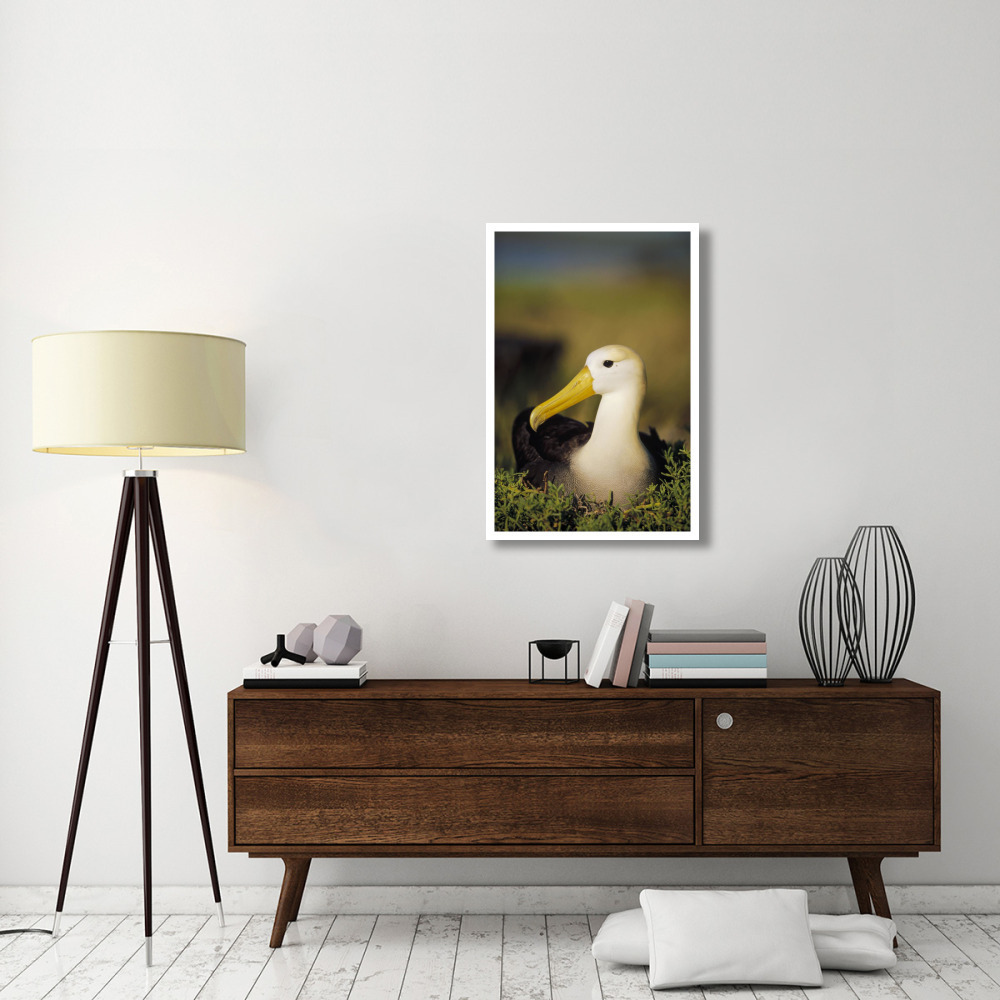 Waved Albatross, Galapagos Islands, Ecuador-Paper Art-26&quotx38"