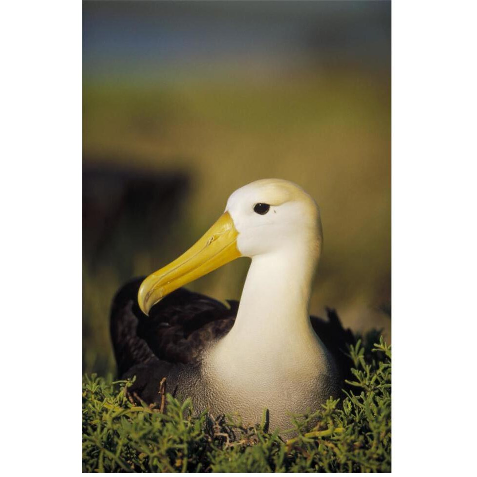 Waved Albatross, Galapagos Islands, Ecuador-Paper Art-42&quotx62"