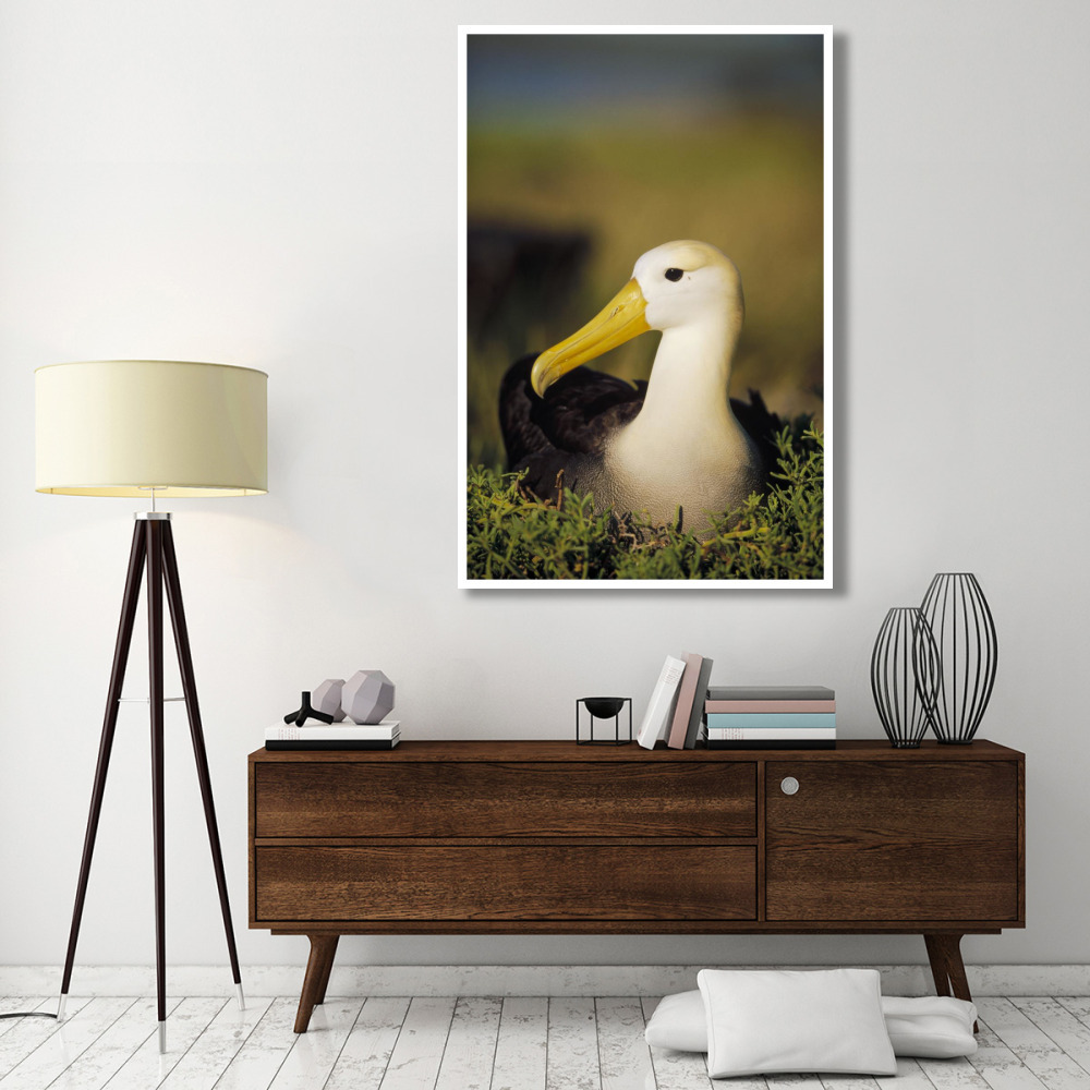 Waved Albatross, Galapagos Islands, Ecuador-Paper Art-42&quotx62"