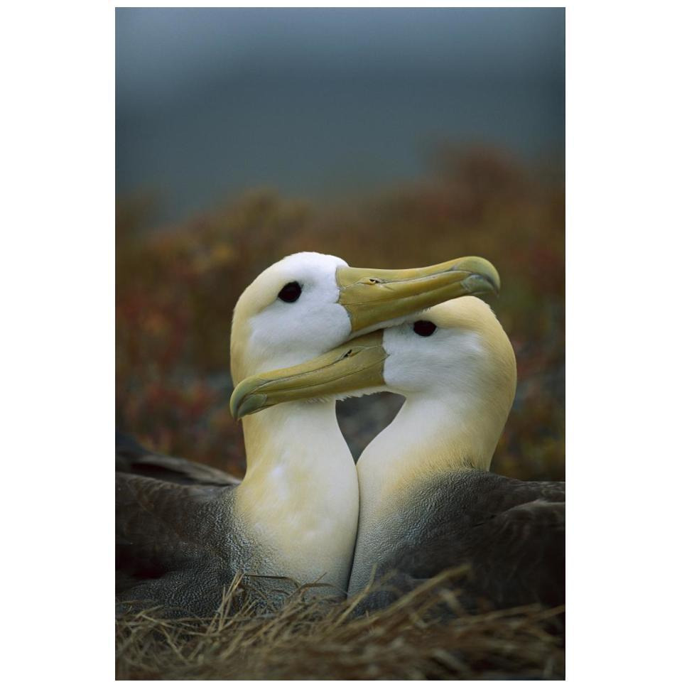 Waved Albatross pair bonding, Galapagos Islands, Ecuador-Paper Art-14&quotx20"
