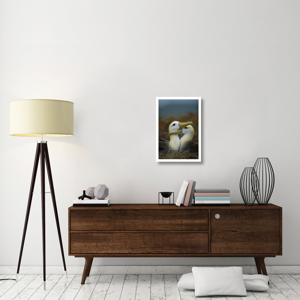 Waved Albatross pair bonding, Galapagos Islands, Ecuador-Paper Art-18&quotx26"