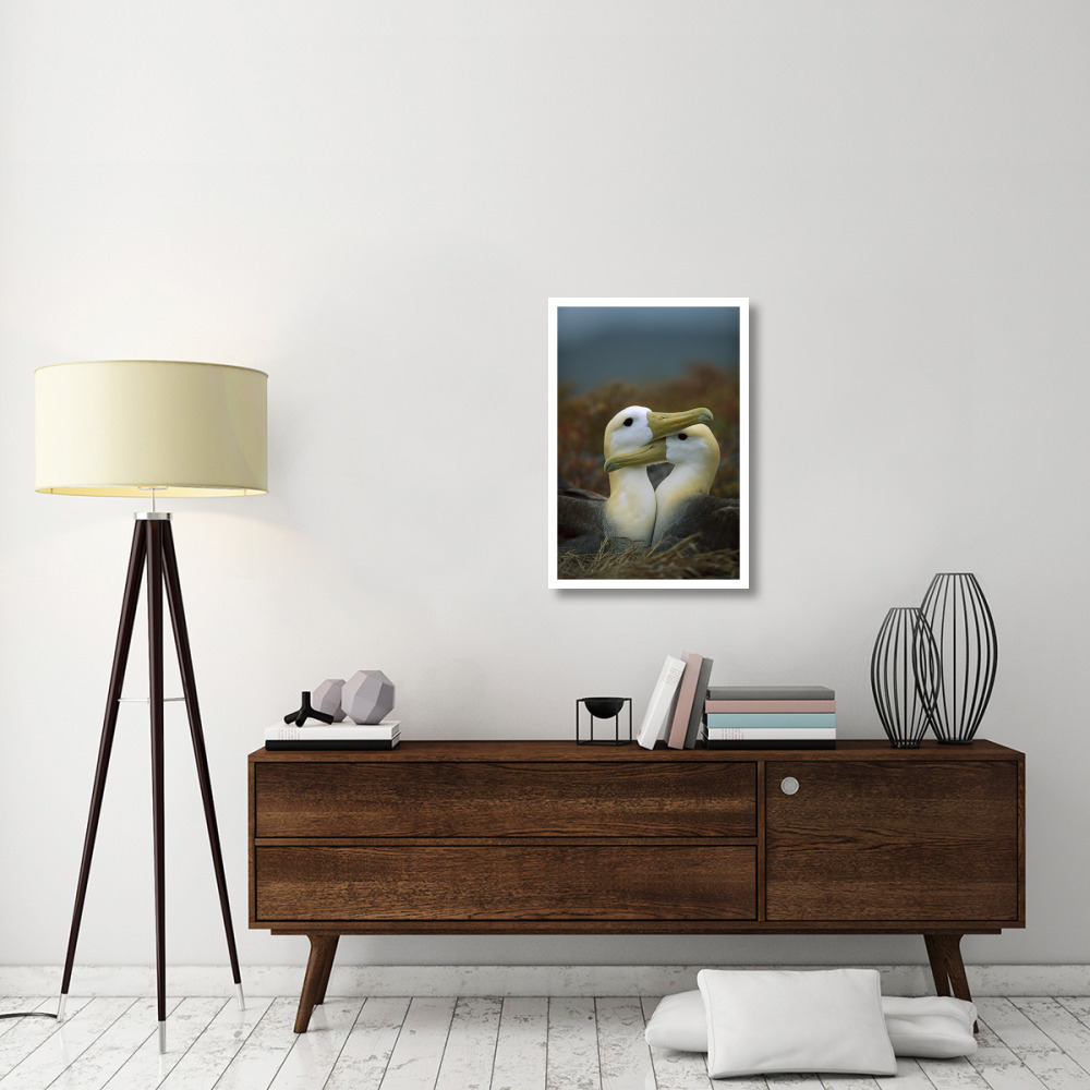 Waved Albatross pair bonding, Galapagos Islands, Ecuador-Paper Art-22&quotx32"