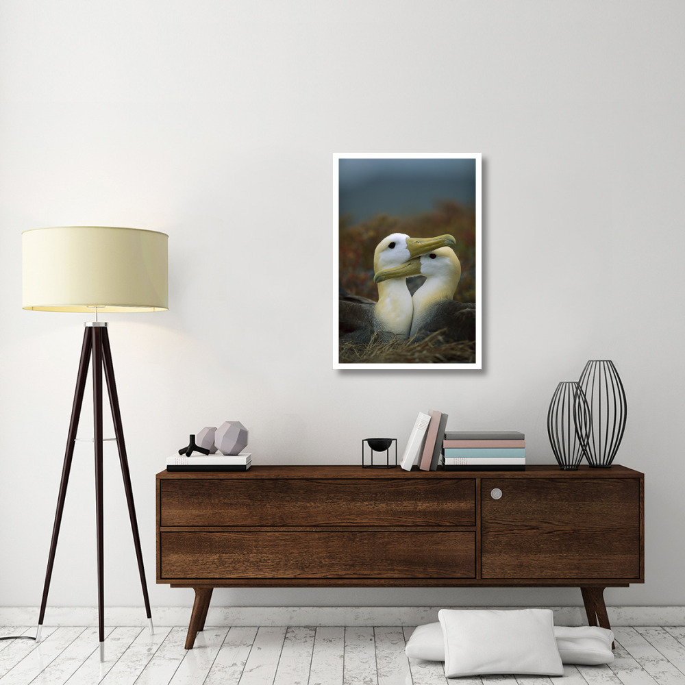 Waved Albatross pair bonding, Galapagos Islands, Ecuador-Paper Art-26&quotx38"