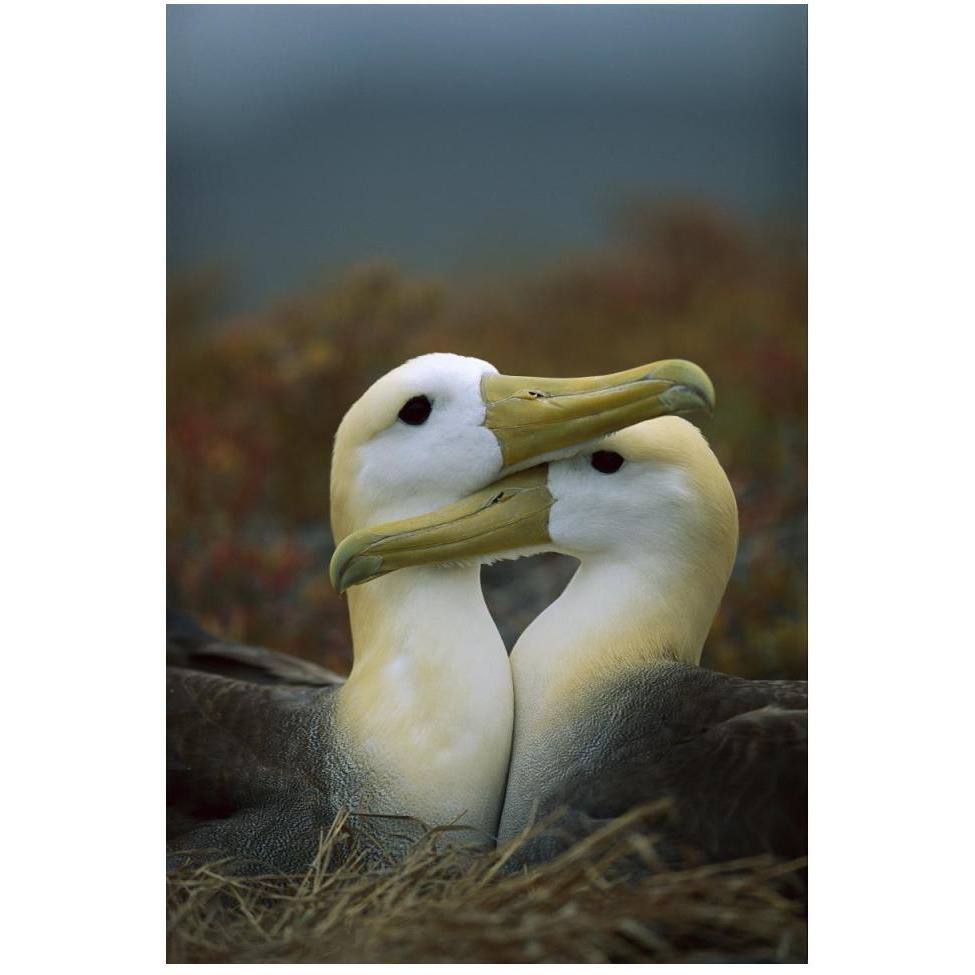 Waved Albatross pair bonding, Galapagos Islands, Ecuador-Paper Art-34&quotx50"