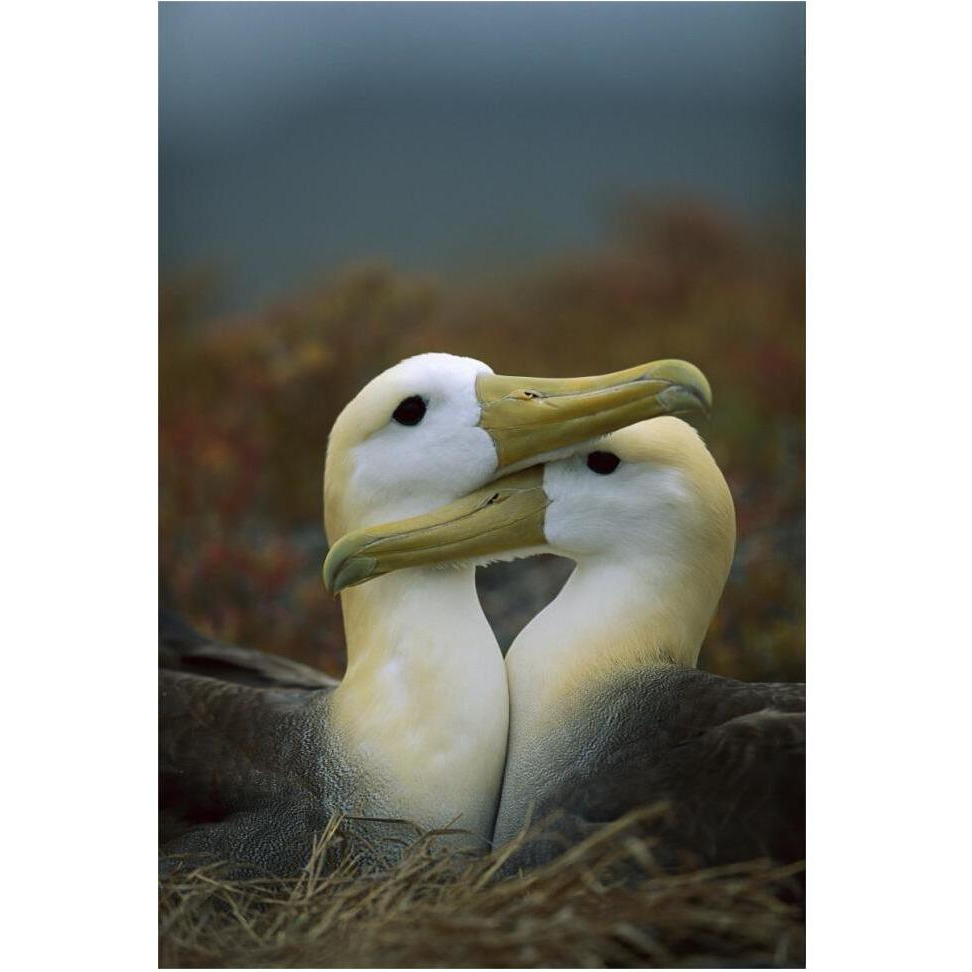 Waved Albatross pair bonding, Galapagos Islands, Ecuador-Paper Art-42&quotx62"
